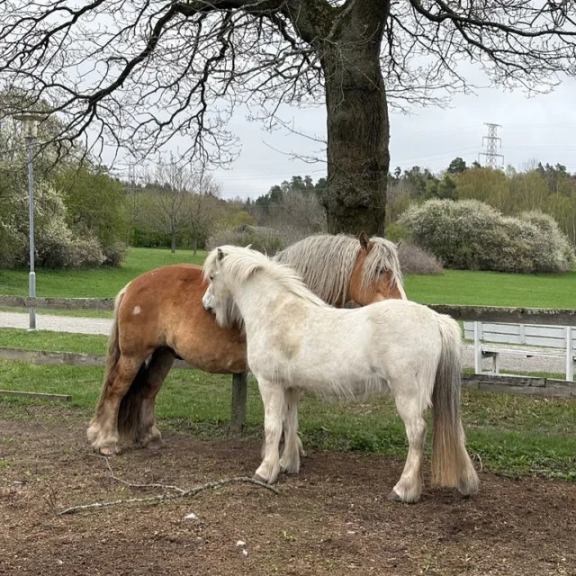 Mulle ❤️ Maggan… idag är det fredag och det har varit full aktivitet på gården med Ridgrupp, hovslagare, lammmatning och massa annat! Gården är öppen i helgen mellan kl. 10-15 och vid 11.30 ges flasklammen mat i hagen om man vill se ❤️ välkomna ut!