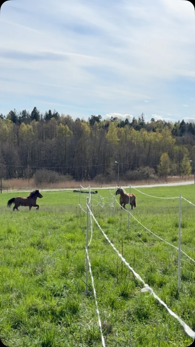 Lyckliga hästar som fått komma ut i lite sommardagar 💚