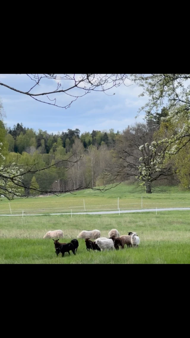 Lammen börjar verkligen bli stora 💚 snart är de 7 veckor gamla! Vi har nu börjat vänja in de på bete och gissa om de är glada 🍀 I början får de bara gå någon timma för att efter någon vecka kunna gå hela dagarna. Det är viktigt att inte ha bråttom då gräset just nu är otroligt näringsrikt och kraftig. 💚