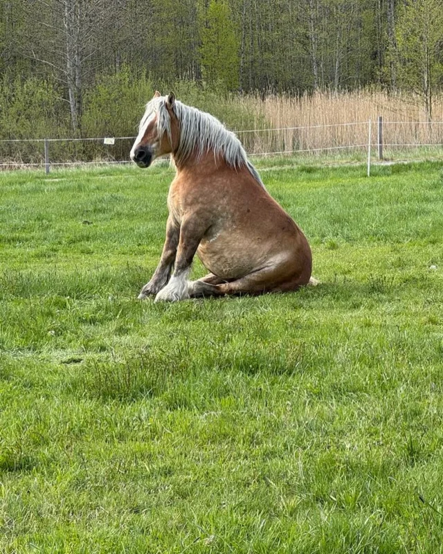 Mulle önskar alla en trevlig helg! Vi håller på att träna ”sitt” 🤣 skämt och sido, @majsanden lyckades fånga denna bild när han legat och sovit och skulle resa sig upp, så kul! 

I helgen är gården öppen som vanligt MEN på lördag är det Tough Viking i området så kan vara begränsad framkomlighet och mycket folk! 

Djuren har också börjat komma ut på lite bete vilket innebär att de inte går i direkt anslutning till gården utan kan vara en bit bort. Med det sagt är ni varmt välkomna kl. 10-15 och butiken är öppen 🍀