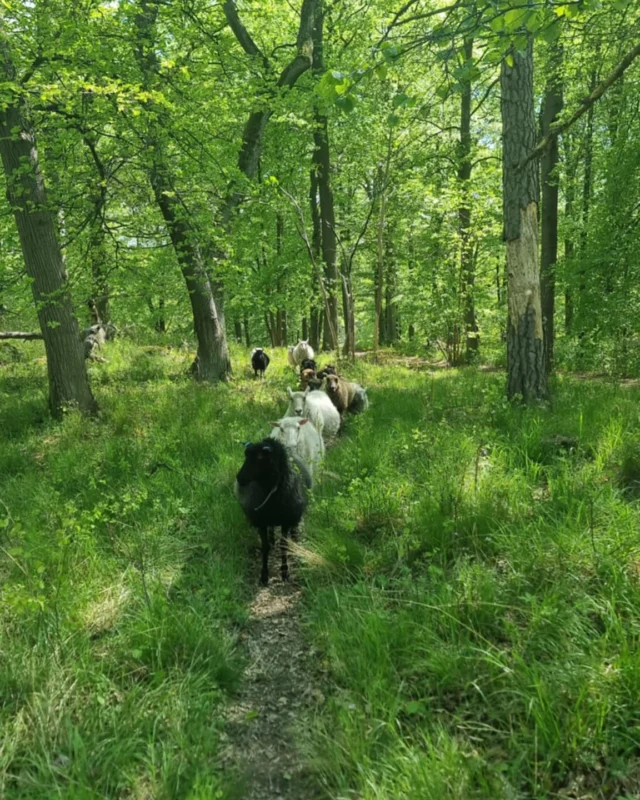 Hälsningar från fårhagen 💚 Lammen börjar nu bli riktigt stora, nästan så man inte ser att de är lamm längre 🤣 Ser ni skillnad? 

Tack Pernilla för fina bilder 💚🙏