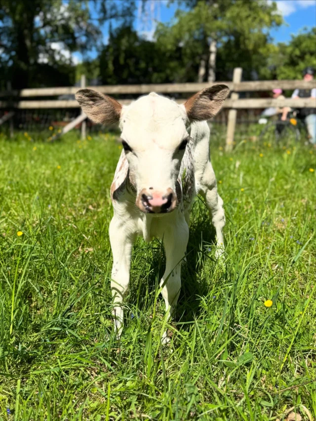 Kan man bli sötare? Fyra dagar gammal och nu ute i hagen 🥰 Full med energi och busig så Berta har att hålla reda på 🤣 Hon har ännu inte fått något namn, finns så många att välja på så vi kan inte bestämma oss 🙈