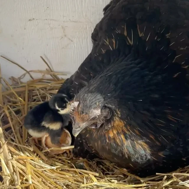 Hedemorahönan Doris har fått två små kycklingar och vi hoppas att det kommer fler då både Billan och Irma ligger och ruvar 💚🍀

Under långhelgen nu är gården öppen som vanligt kl. 10-15 men då flera av djuren är ute på bete i området kan det bli en del promenader ifall man vill se alla. Fråga oss gärna om ni inte hittar!

Trevlig helg 🍀